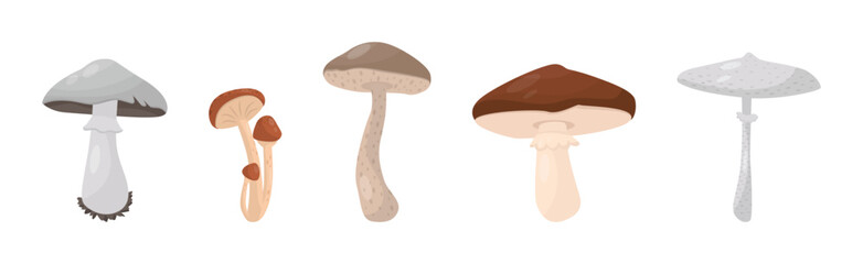 Forest Mushroom with Stem and Cap Isolated on White Background Vector Set
