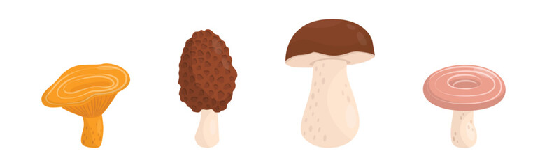 Forest Mushroom with Stem and Cap Isolated on White Background Vector Set
