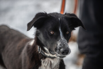 Portrait of dog