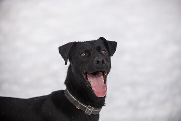 Portrait of dog