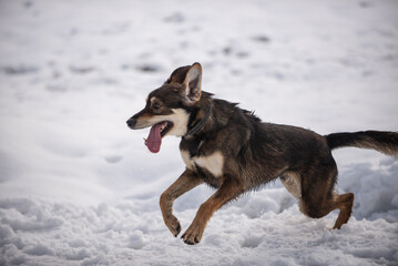 Portrait of dog