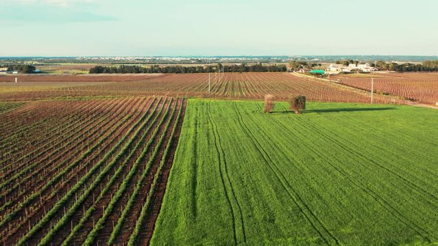primavera in puglia, vista aerea di un campo di grano verde e un vigneto prima del tramonto, Lizzano, Taranto, salento