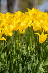 Fototapeta premium Yellow tulips in the city of Dnipro in Ukraine in the spring in the sun