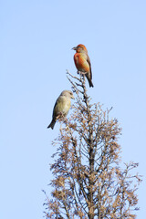 Pair of Crossbill (Loxia curvirostra) perched on the top of a conifer.