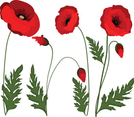 red poppy flowers with leaves