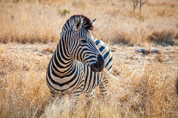 Fototapeta premium Plains Zebra, equus quagga, equus burchellii, common zebra, Kruger national park