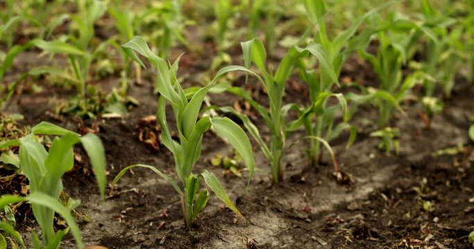 Maize plant, green young corn maize plants growing on agricultural field
