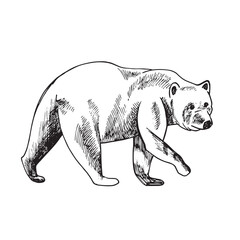 big brown grizzly bear drawn in ink by hand