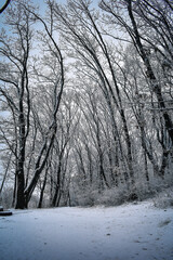 The park is covered with a thin layer of snow in winter. The park with tall trees and paths is covered with snow.