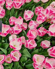 Beautiful and colorful blooming tulips flowers in the green garden
