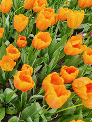 Beautiful and colorful blooming tulips flowers in the green garden