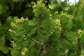 Platycladus orientalis 'Elegantissima' female flowers. Cupressaceae evergreen conifers. The flowers are dioecious and bloom from March to April.
