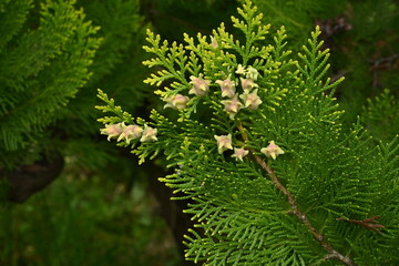 Platycladus orientalis 'Elegantissima' female flowers. Cupressaceae evergreen conifers. The flowers...