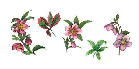 Set of watercolor hellebores isolated on white background. Illustration for Valentine's day, wedding invitation, birthday and mother’s day cards, prints and different decorations.