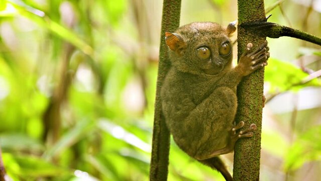 The unique and cute looking Tarsier. Shot on Bohol Philippines.