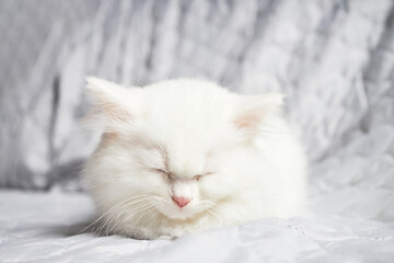 Cute fluffy white kitten sleeps on a grey blanket. Close-up of a resting pet