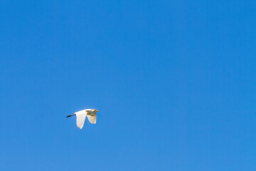 Great Egret Flying