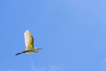 Great Egret