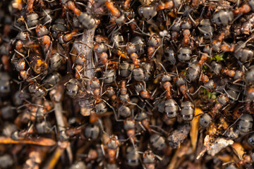 Close up view onto big forest fire ants working. Anthill in forest scene. Ant-hill.