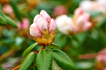 Rhododendron is a genus of 1,024 species of woody plants in the heath family, either evergreen or deciduous, and found mainly in Asia, although it is also widespread throughout the Southern Highlands