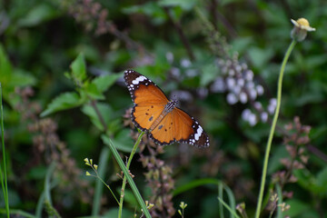 butterfly on a flower