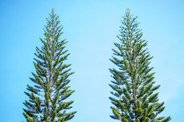 Fototapeta premium pine tree branches