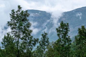 clouds over the forest