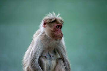 close up of a macaque