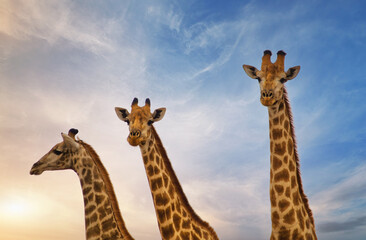 Giraffe familly standing side by side