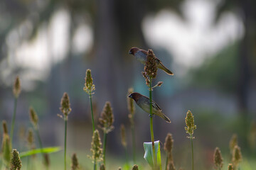 dragonfly on a branch
