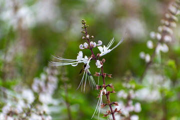 blue dragonfly on a flower