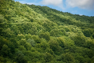 Fototapeta na wymiar góra pokryta zielonym lasem w lecie podczas słonecznej pogody.