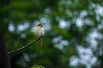 sparrow on a branch