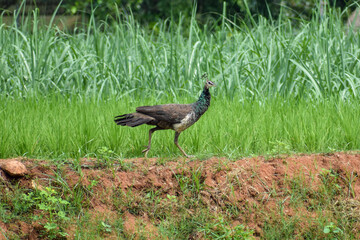 pheasant in the grass