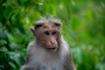 close up of a baboon
