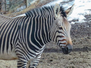 Fototapeta na wymiar An African Zebra equines with distinctive black-and-white striped coat.