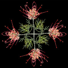 Rectangular cross shape design with blooming branches of Grevillea flower. Grevillea banksii. Exotic red blossom. On black background.