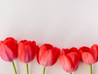 Red tulips flowers on white background with copy space. Women and Mothers Day greeting card. Birthday congratulations note flat lay. Writing wishes for Valentines Day.