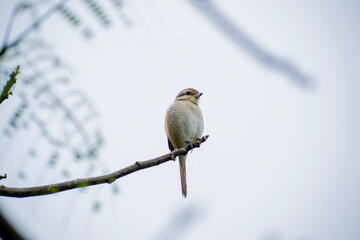 bird on a branch