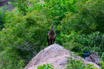 wild boar in the forest