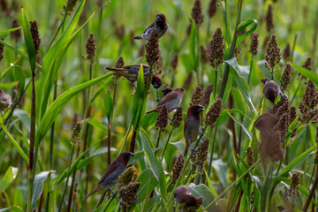 dragonfly on the grass