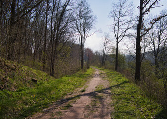 Fototapeta premium Idyllischer Radweg auf einer ehemaligen Bahnstrecke am Thüringer Mühlenradweg bei Nausitz durch ein frühlingshaftes Waldgebiet, Saale-Holzland-Kreis, Thüringen, Deutschland