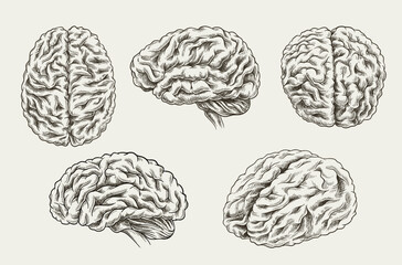 Brain sketch set