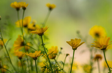 Obraz premium yellow and white daisies close up