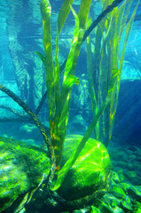underwater scene with long reeds and large rocks