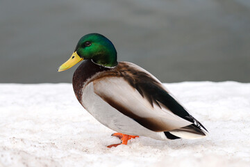 A male mallard duck walking on snow near the water