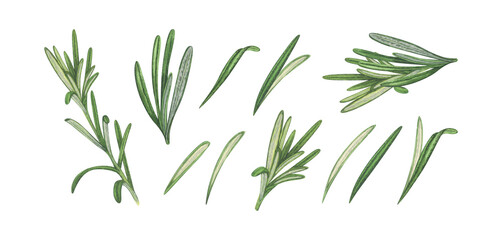 Watercolor rosemary twig and leaves. Hand-drawn illustration isolated on white background. Perfect for menu cafe, restaurant, recipe book, cooking