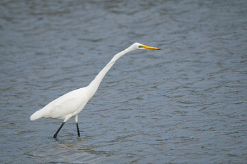Eastern great egret fishing in the lake