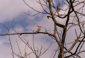 Beautiful europian hoopoe (Upupa epops) posing on branch
