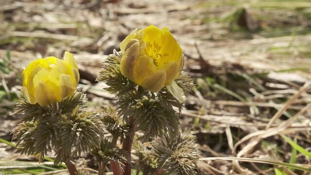 Spring adonis sways in the wind.